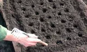 Редис посев