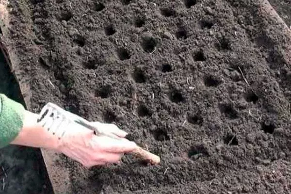 Редис посев