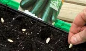 Посадка семенами