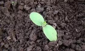 посев огурцов