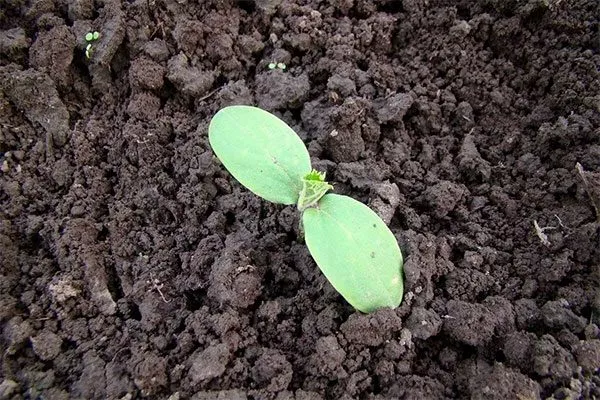 посев огурцов