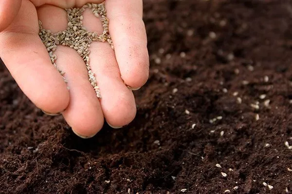 Посев полевого салата в почву