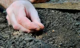 посев редиса