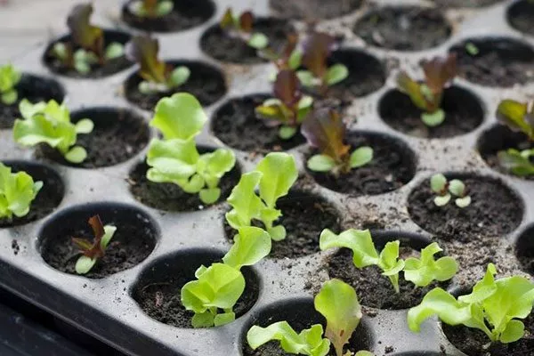 посев салата