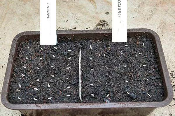 Сроки посадки культуры