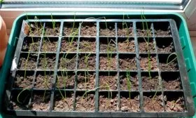 посев семян