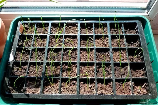 посев семян