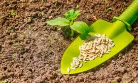 посев семян