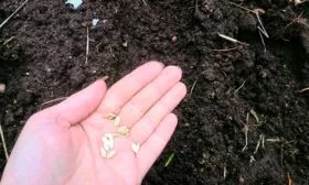 Посев семян