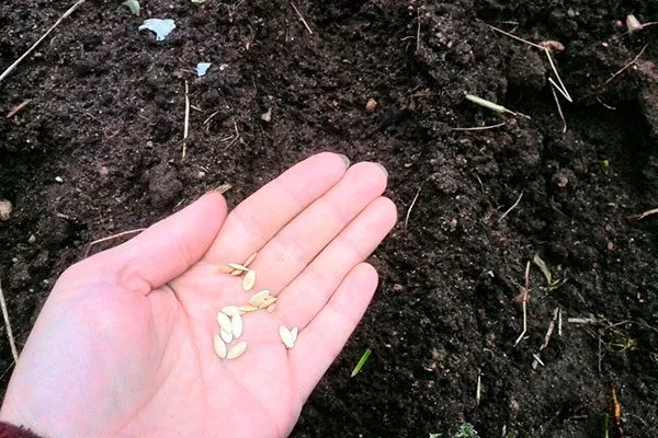 Посев семян