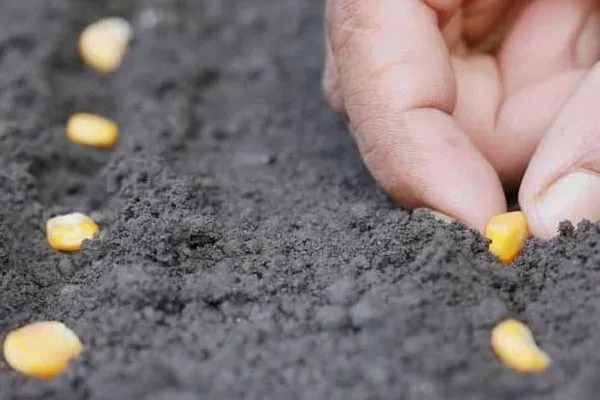 посев зёрен кукурузы РОСС 199 МВ