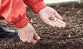 посев семян лука Русский зимний