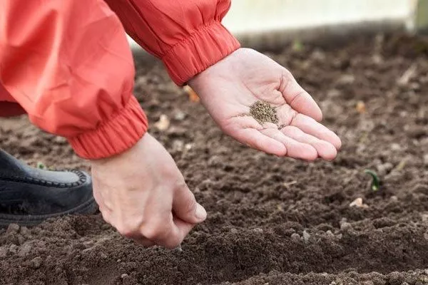 посев семян лука Русский зимний