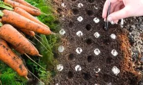 посев семян моркови