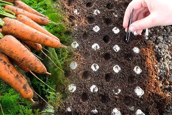 посев семян моркови