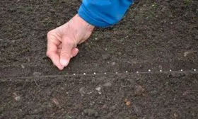 посев семян моркови