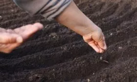 посев семян моркови Каротель