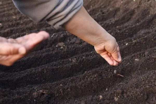 посев семян моркови Каротель