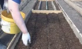 посев семян моркови Роте Ризен