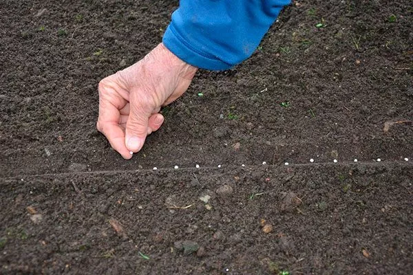 посев семян моркови