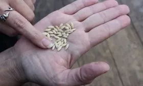 посев семян Ухажёр