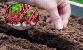 посев свеклы