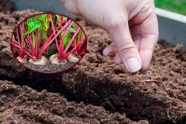 посев свеклы