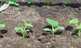 Посев в открытый грунт