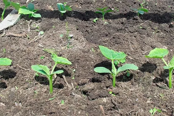 Посев в открытый грунт