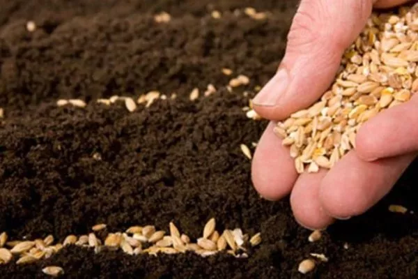 посев семян Голландской