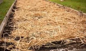 посевы лука шекспир под мульчей