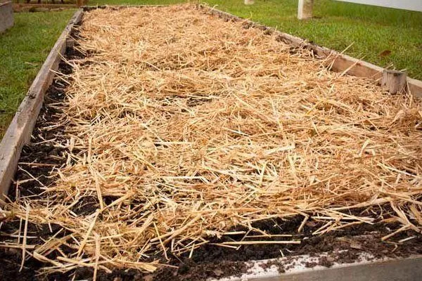 посевы лука шекспир под мульчей