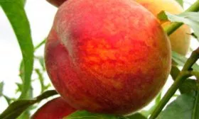 Плоды и их вкусовые характеристики