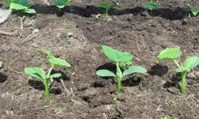 Всходы огурцов