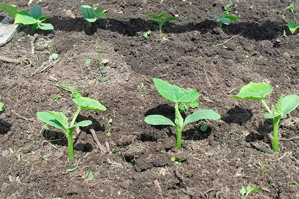 Всходы огурцов