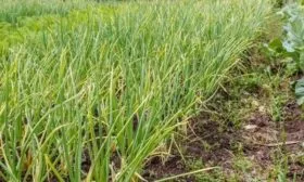 пожелтевшая зелень лука Россана