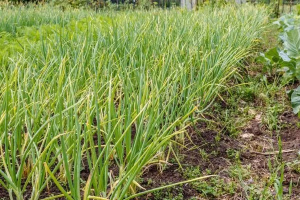 пожелтевшая зелень лука Россана