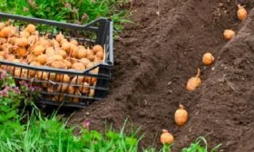 Правила посадки картофеля Сифра