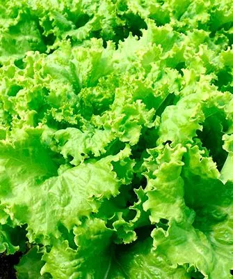 Представление о сорте