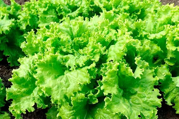 Представление о сорте