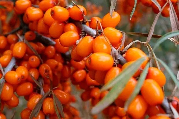 превосходная 1