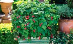 Применение в ландшафтном дизайне