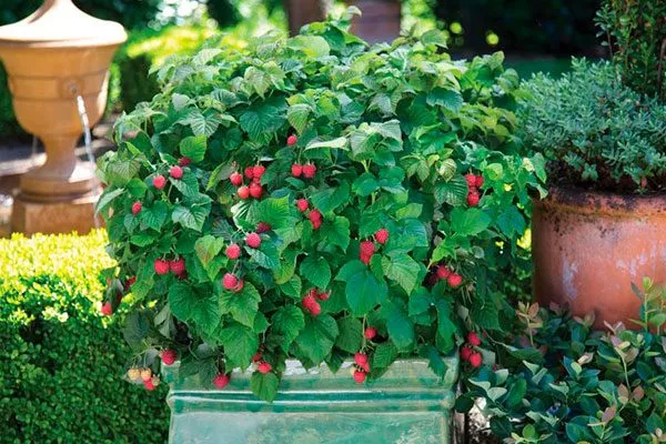 Применение в ландшафтном дизайне