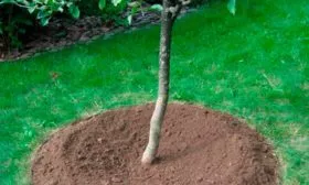 приствольный круг