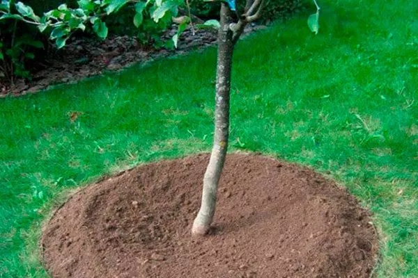 приствольный круг