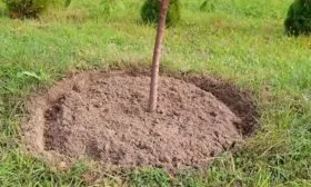 приствольный круг