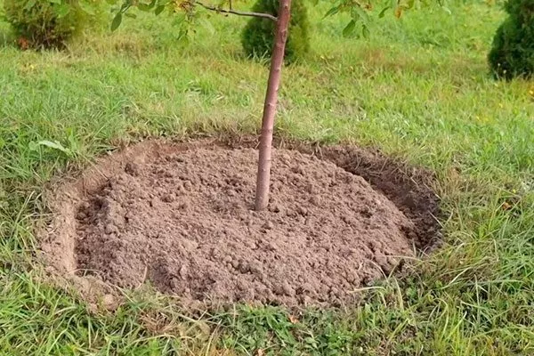 приствольный круг