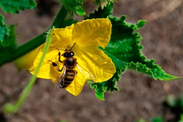 привлечение насекомых