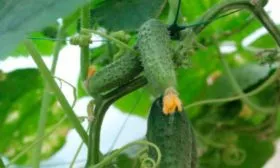 Сроки плодоношения