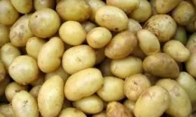 продуктивность картофеля Брянский деликатес